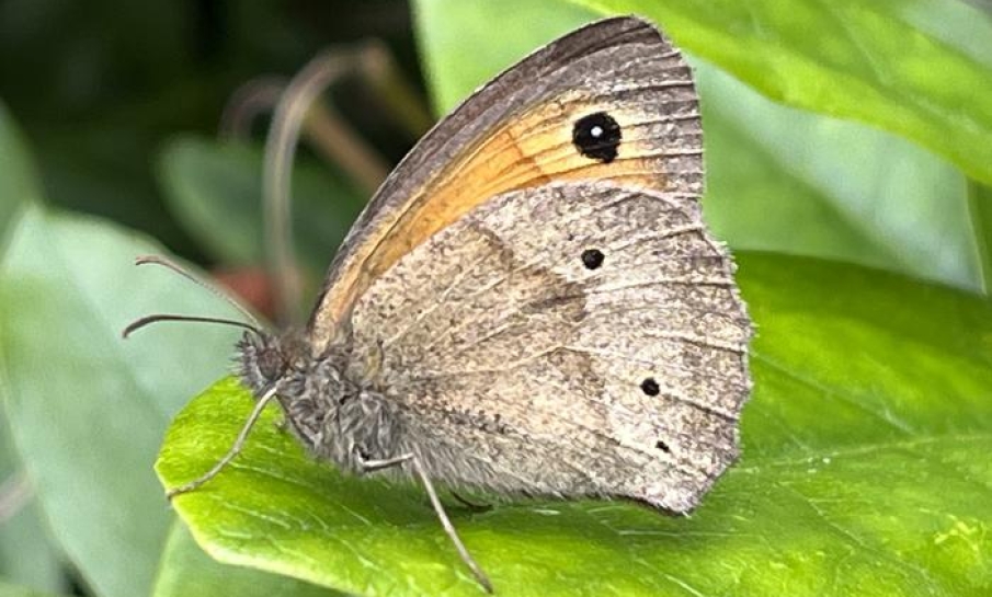 Minder vlekjes op vlindervleugels door opwarmend klimaat